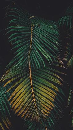 green and yellow palm leaves against a black background