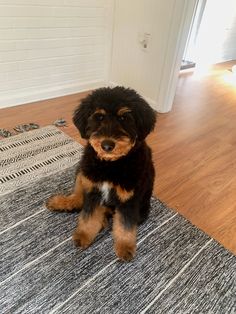 a small black and brown dog sitting on top of a rug