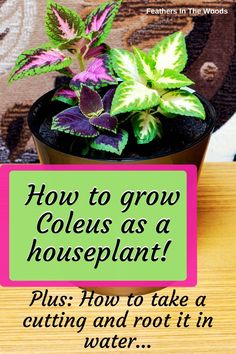 a potted plant sitting on top of a wooden table next to a sign that says how to grow coleas as a houseplant