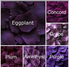 purple flowers with the words eggplant, aubergine, grape, plum, and amethyst