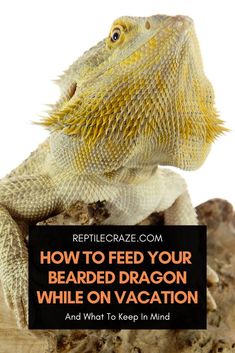 a bearded dragon with the words how to feed your bearded dragon while on vacation and what to keep in mind