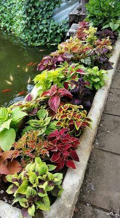 a row of plants sitting next to a pond filled with water and goldfish swimming in it