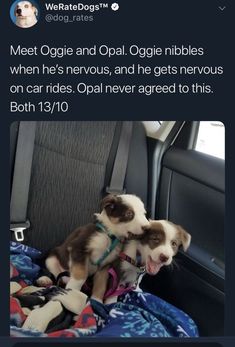 two puppies sitting in the back seat of a car