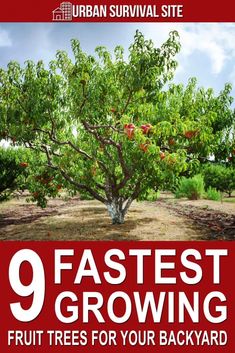 an image of a tree with the title 9 fastest growing fruit trees for your backyard