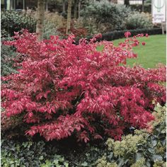 a red bush in the middle of a garden