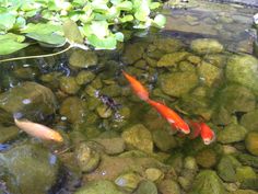 two fish swimming in the water near some rocks and green plants with leaves on them