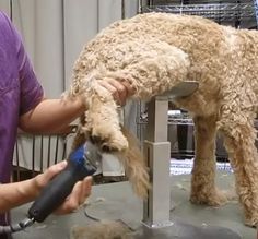 a person is grooming a dog with a hair dryer