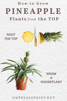 how to grow pineapple plants from the top, root the top and grow a houseplant