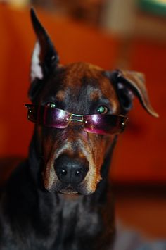 a dog with glasses on it's face looking at the camera