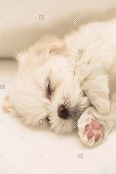 a white puppy sleeping on the floor with his head resting on its paws - stock image