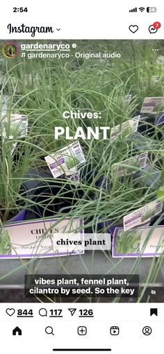 an instagram page for chives plant