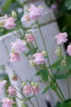 pink flowers are blooming in front of a white fence