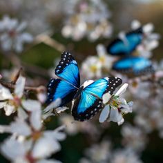 two blue butterflies sitting on top of white flowers