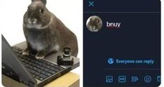 a rabbit sitting on top of a laptop computer next to an image of a bunny