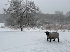 a sheep standing in the snow next to a tree