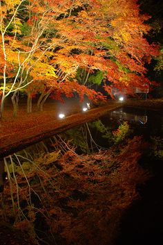 the trees are changing colors at night by the water's edge with lights shining on them