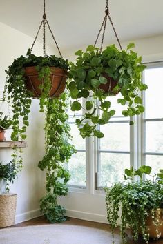 three hanging plants in front of a window