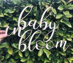 someone holding up a sign that says baby bloom in front of a bush filled with green leaves