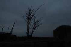 a tree that is standing in the dark with no leaves on it and some buildings behind it