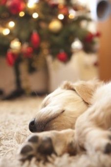 a dog sleeping in front of a christmas tree