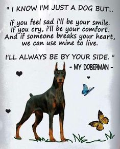 Doberman Quotes, Doberman Pinscher Natural Ears, Doberman Pinscher Blue, Doberman Pinscher Funny, Pet Prints, European Doberman, Dog With A Blog, Doberman Love, Life Sayings