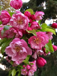 pink flowers blooming on the branches of trees