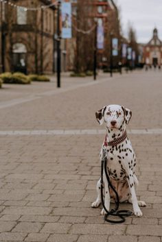 a dalmatian dog sitting on the ground with a leash