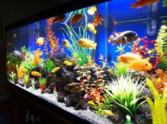 an aquarium filled with lots of different types of fish