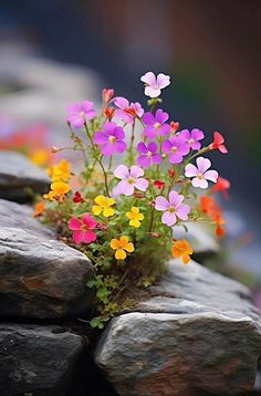 small colorful flowers growing out of the rocks