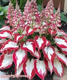 some red and white flowers in a pot