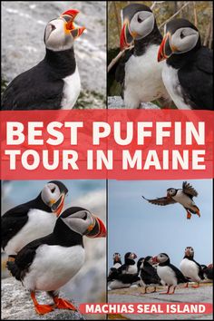 the best puffin tour in maine