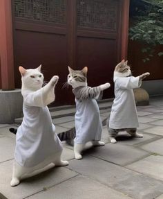 three cats dressed in robes are standing on their hind legs and one cat is reaching out