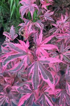 some pink and green plants with purple leaves