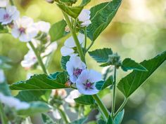 some white flowers and green leaves on a tree