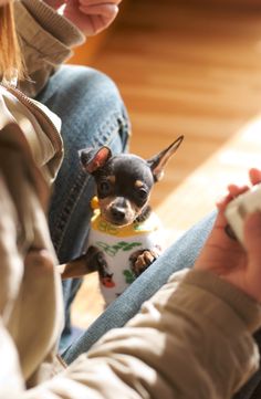 a small dog wearing a sweater sitting on the lap of someone's leg while holding a cell phone