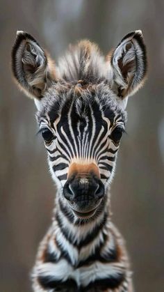 a baby zebra is looking at the camera