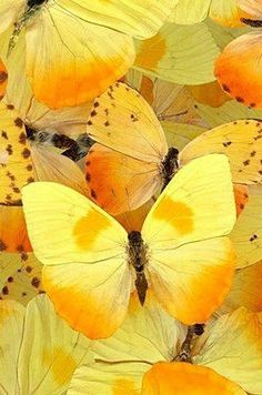 many yellow butterflies with brown spots on them