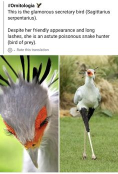 two pictures of different types of birds on the same page, one with an orange head and