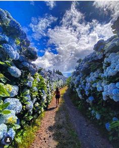 a person walking down a dirt road next to blue flowers and bushes on both sides