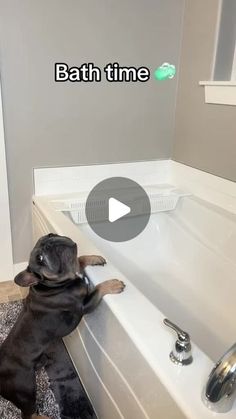 a dog is standing on its hind legs in the bathtub