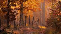 an autumn scene with trees and leaves in the foreground, sunlight shining through the trees