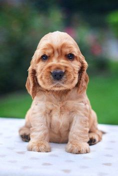 a small brown dog sitting on top of a table