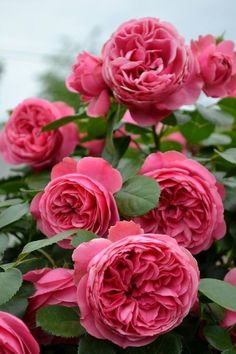 pink roses with green leaves in the foreground and sky in the backgroud