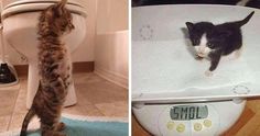 two pictures side by side one with a cat and the other with a kitten on top of a scale