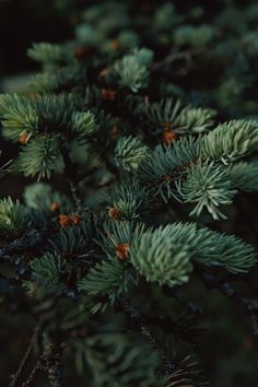 closeup of pine needles and cones on a tree