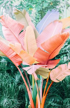 colorful tropical leaves are in the foreground with trees in the background