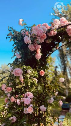 pink roses are growing on the side of a trellis with blue sky in the background