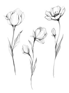 Tattoo ideas I Will Tattoo, Will Tattoo, Flower Tattoo Drawings, Poppies Tattoo, Flower Line Drawings, Flower Art Drawing, Botanical Tattoo, Floral Tattoo Design, Flower Sketches