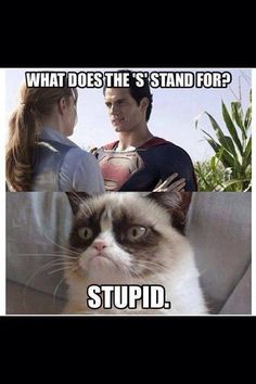 "Super" Grumpy Cat :) Grumpy Cats, Koci Humor, Cat Jokes, Funny Animal Quotes, Dc Memes