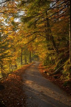 a dirt road surrounded by trees with leaves on the ground and autumn foliage around it